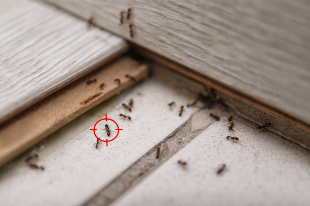 Best Rat Extermination Near Me  in Gunnison, UT