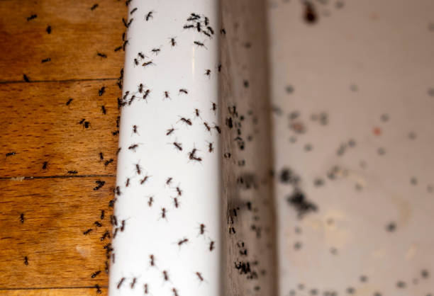 Best Best Pest Control Companies  in Gunnison, UT