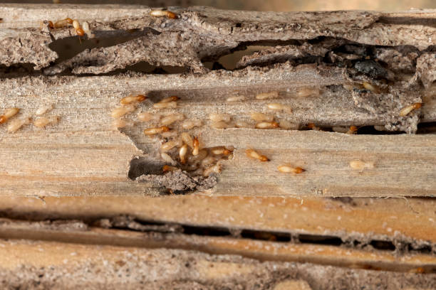 Reliable Gunnison, UT Pest Control Solutions